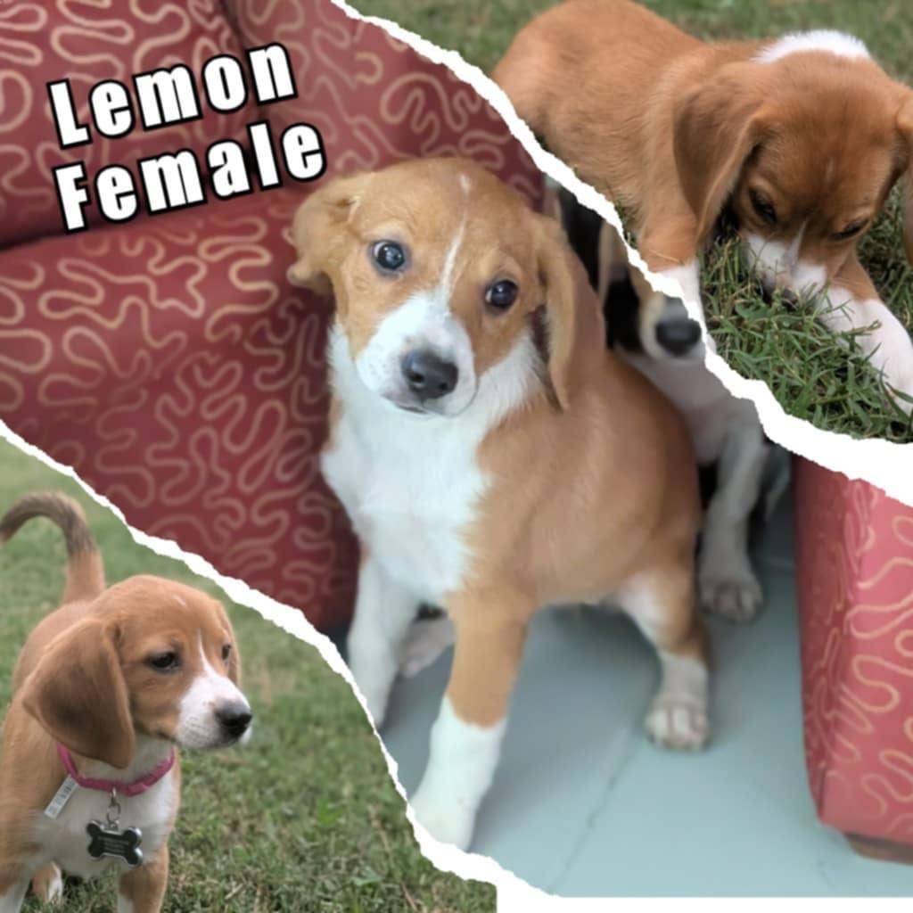 Enlarge Lemon, a Adopted mixed breed in Virginia Beach, VA image 1/1