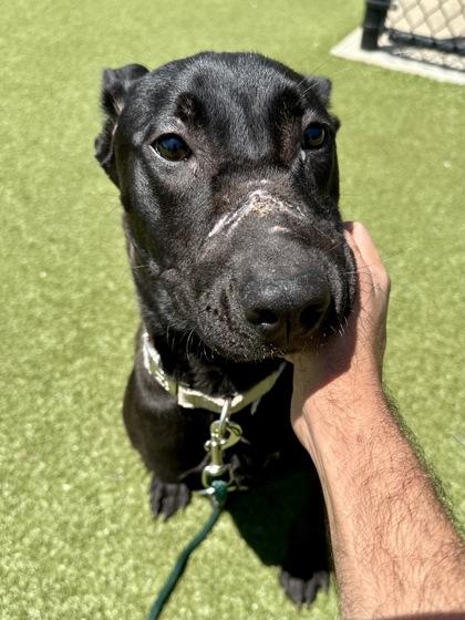 The Purple Edition, a Adoptable mixed breed in Wichita, KS image 1/3