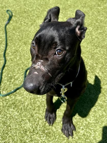 The Purple Edition, a Adoptable mixed breed in Wichita, KS image 2/3