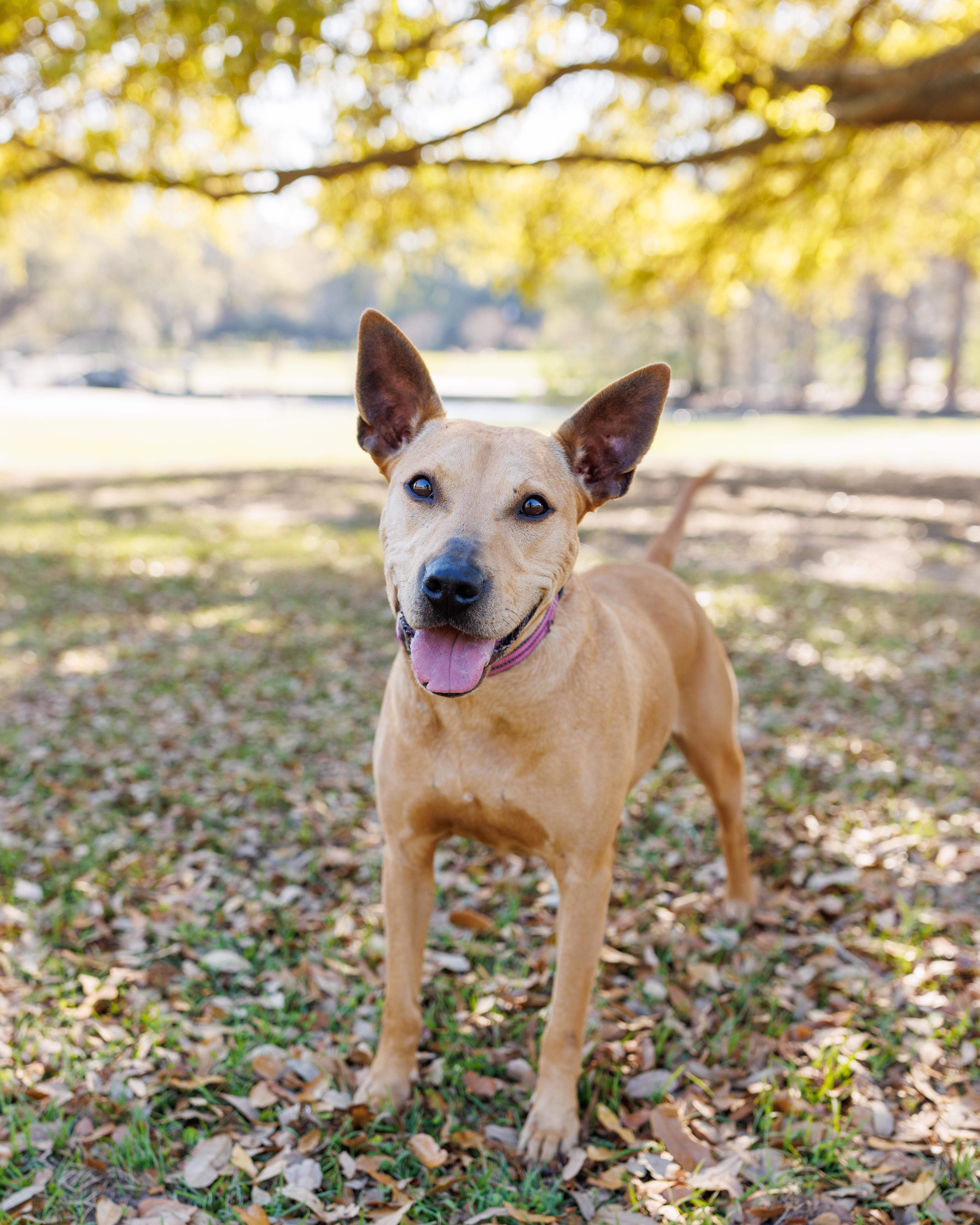 Beth, a Adoptable Mixed Breed in charleston, SC image 1/2