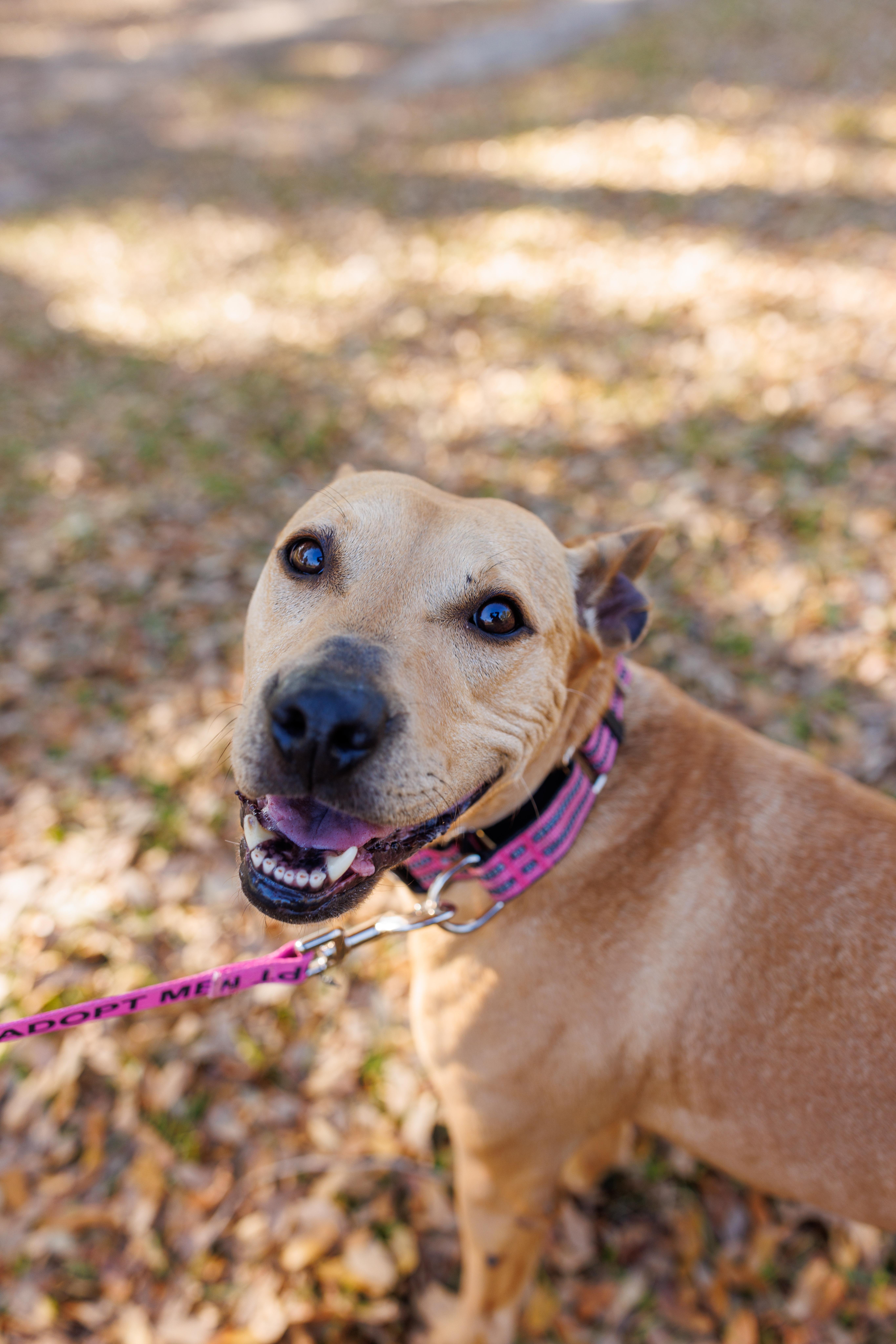 Beth, a Adoptable Mixed Breed in charleston, SC image 2/2