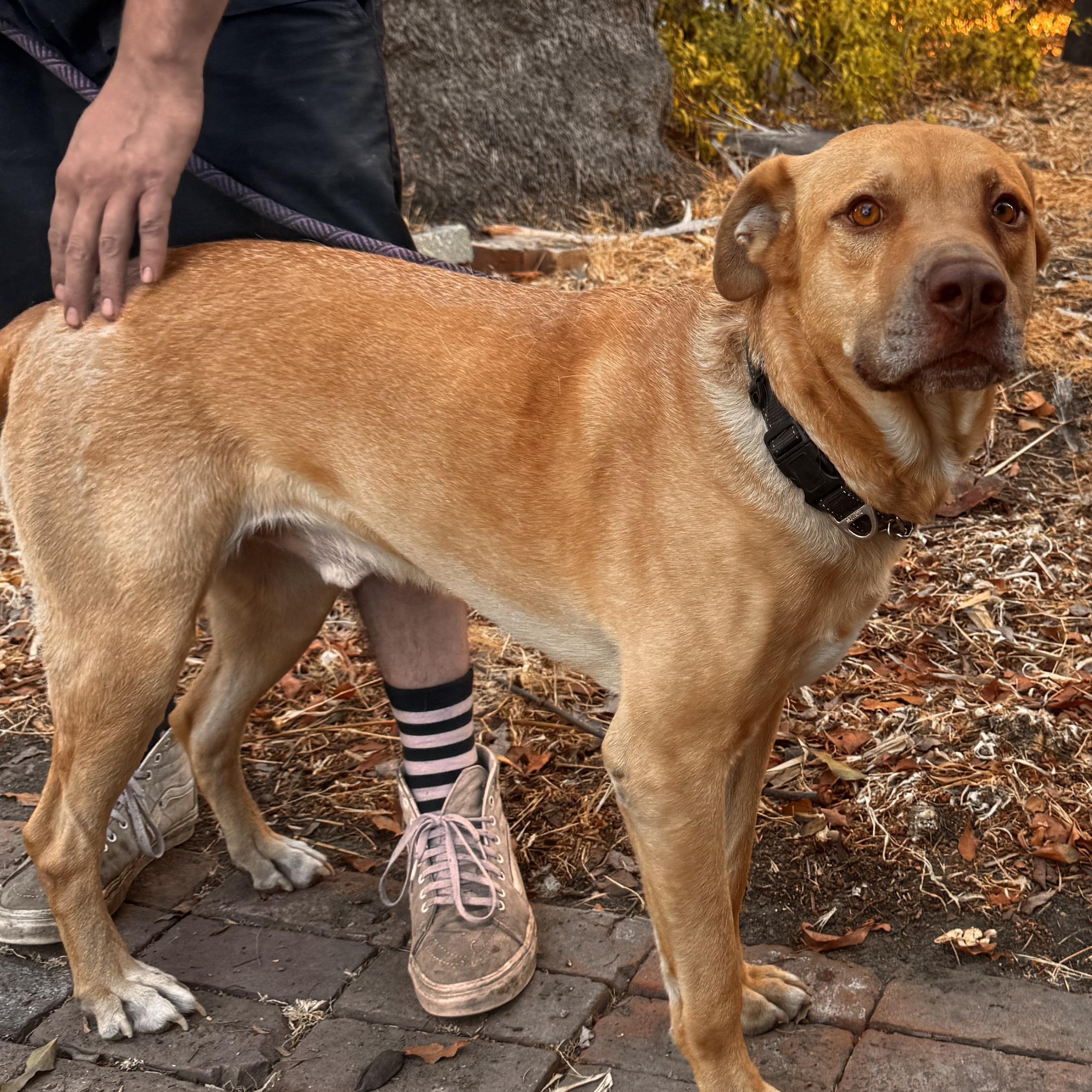 Enlarge Toby, a Adoptable mixed breed in Whittier, CA image 5/5