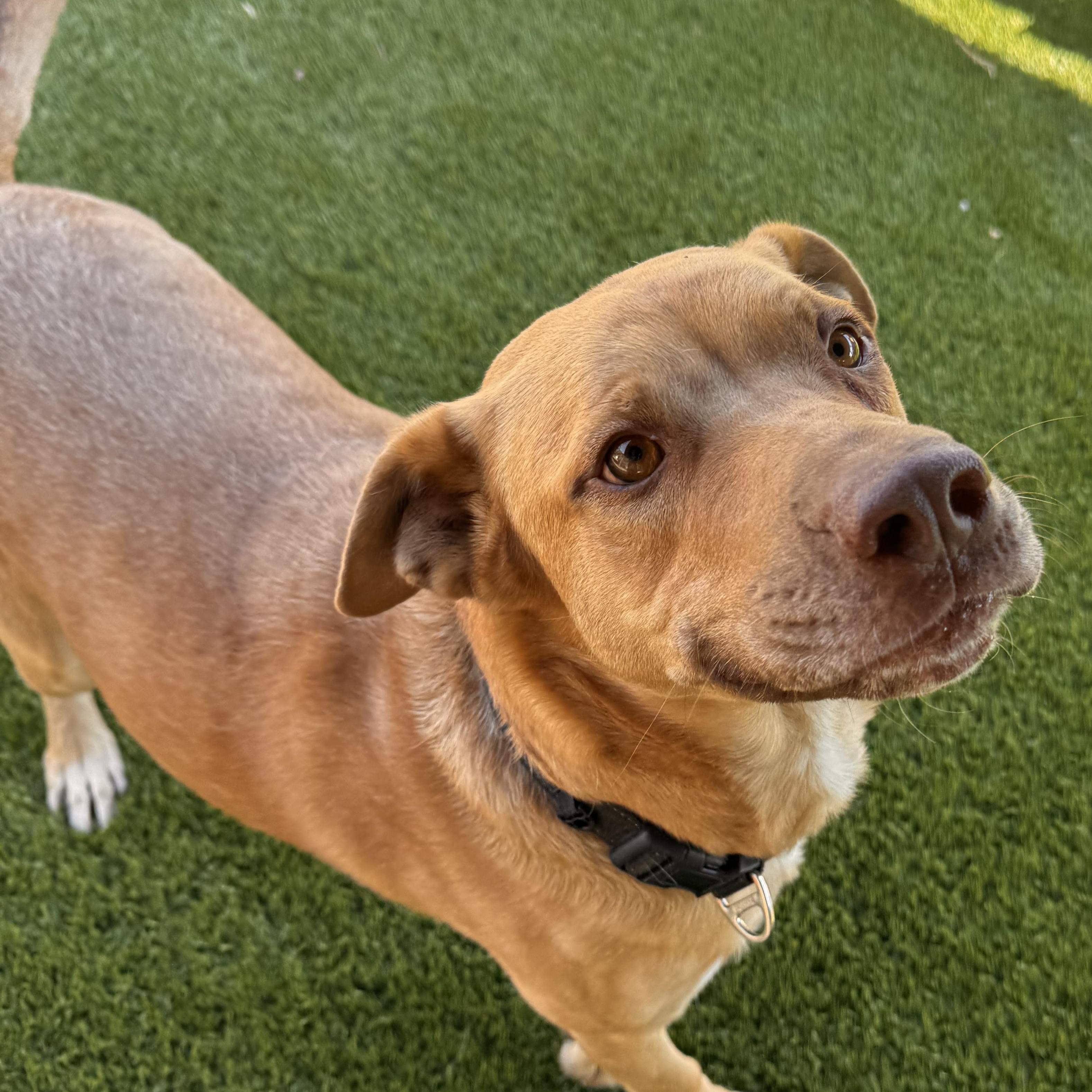 Enlarge Toby, a Adoptable mixed breed in Whittier, CA image 4/5