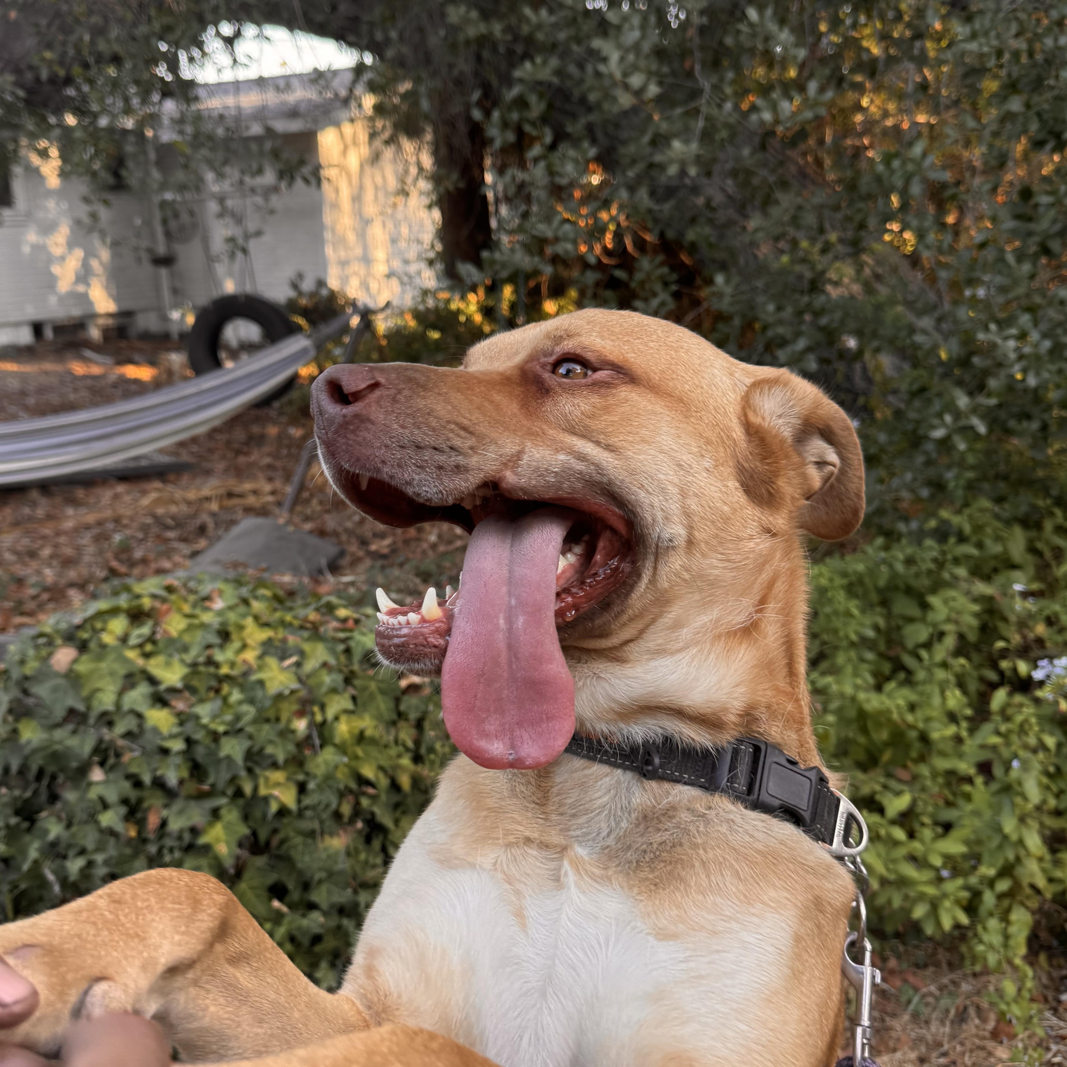 Enlarge Toby, a Adoptable mixed breed in Whittier, CA image 3/5