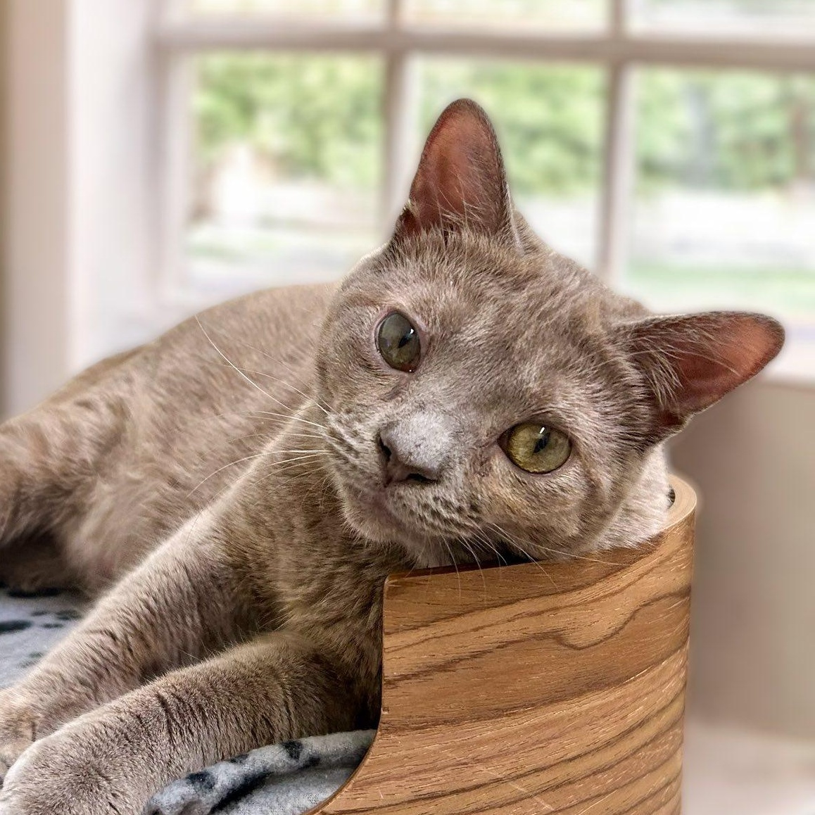 SEDONA, Baby Female Domestic Short Hair