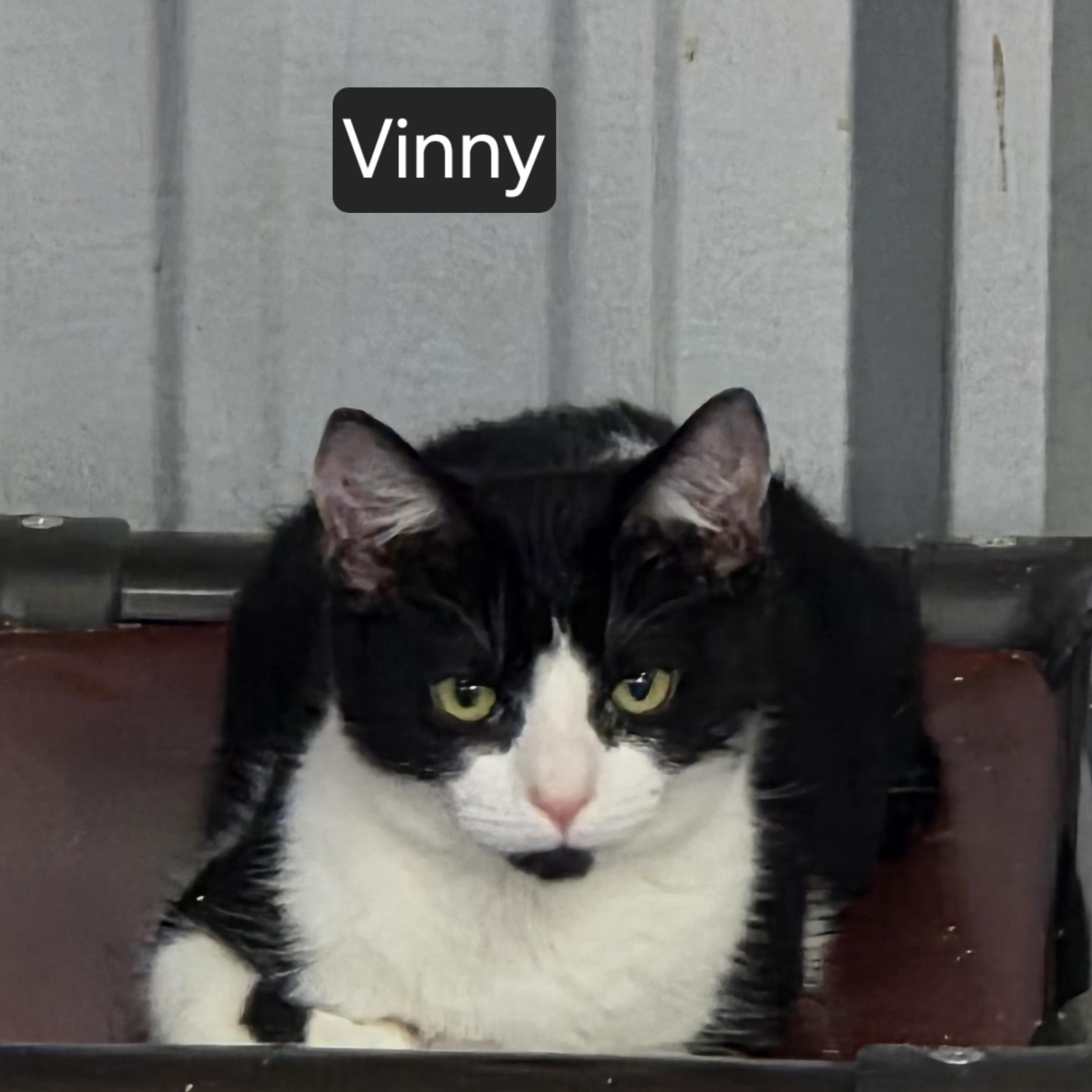 Enlarge Vinny, a Adoptable Domestic Short Hair in SNOW HILL, NC image 2/2