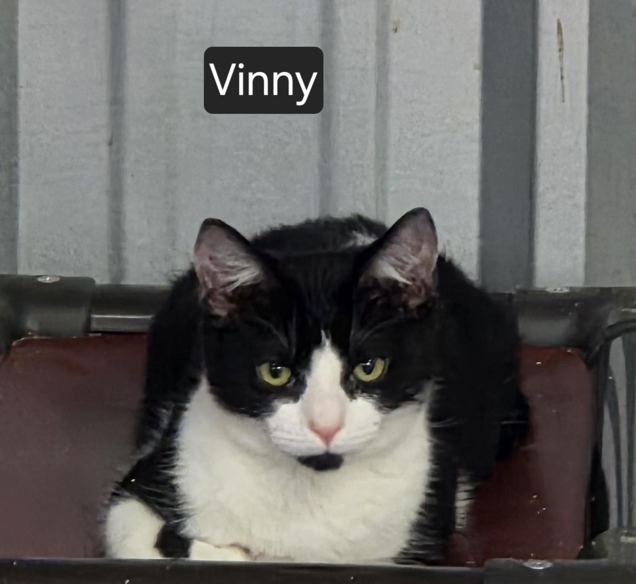 Enlarge Vinny, a Adoptable Domestic Short Hair in SNOW HILL, NC image 1/2