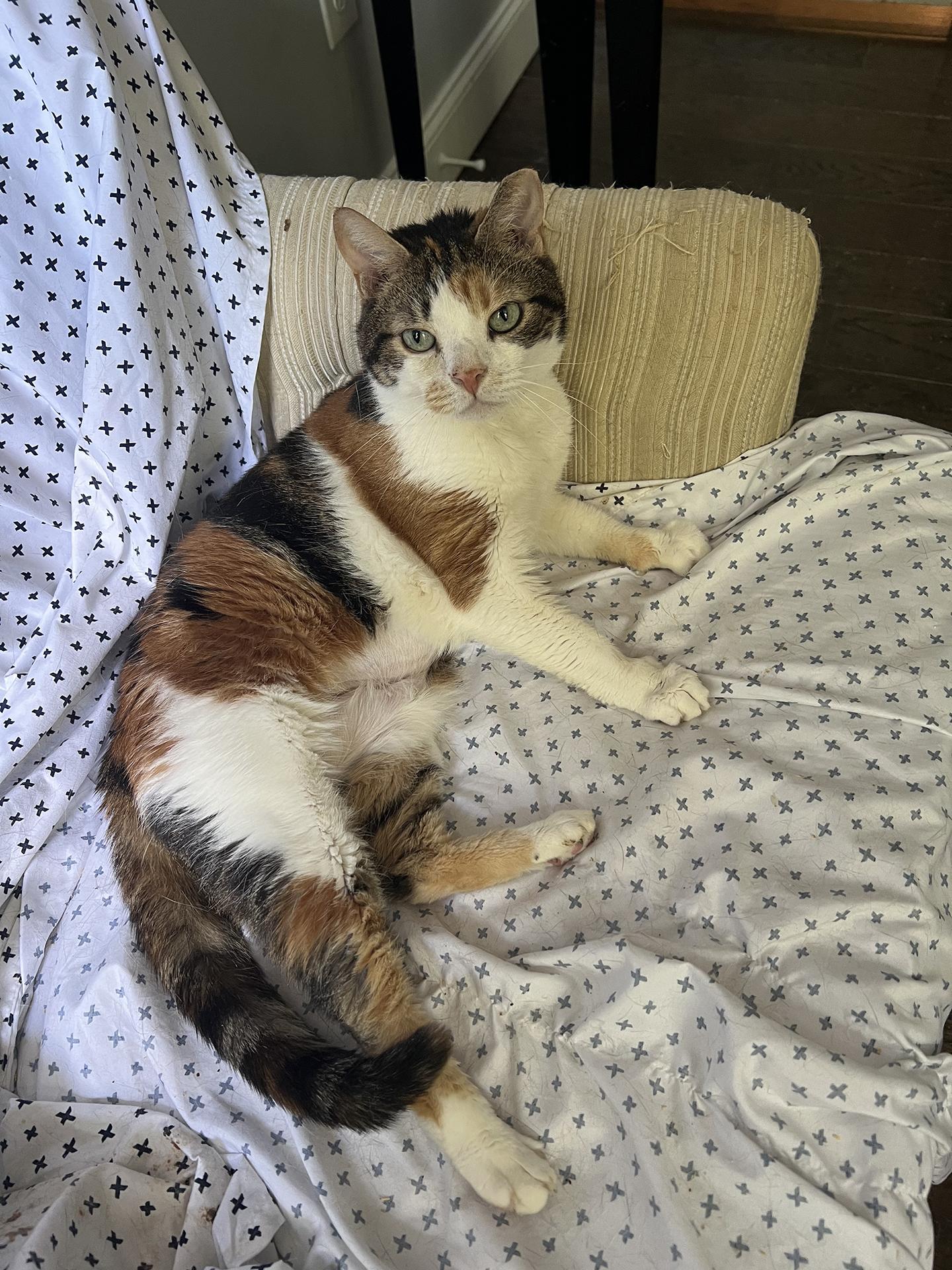 Winna Willows, adopted, Adult Female Domestic Short Hair.
