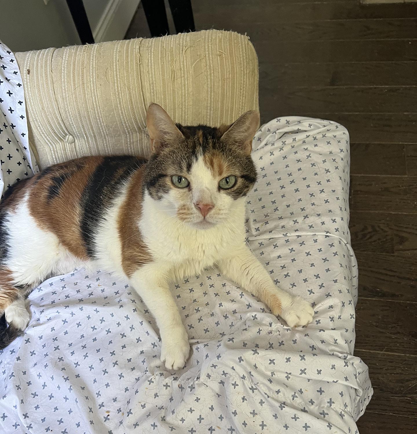 Enlarge Winna Willows, an adopted Domestic Short Hair in Philadelphia, PA image 2/2