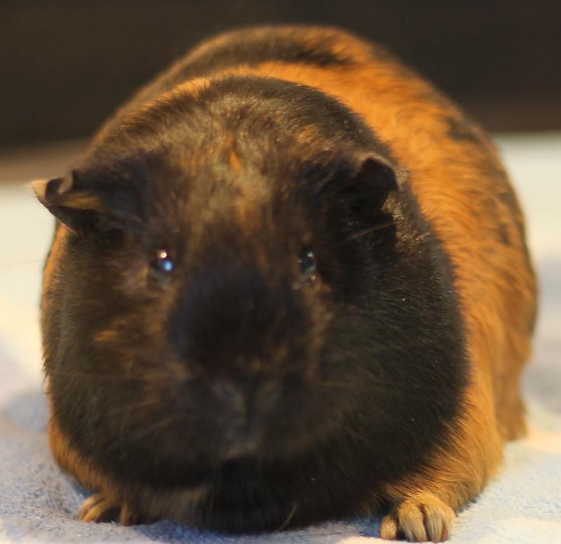 Enlarge Sparkle, a ADOPTABLE Guinea Pig in Budd Lake, NJ image 2/6