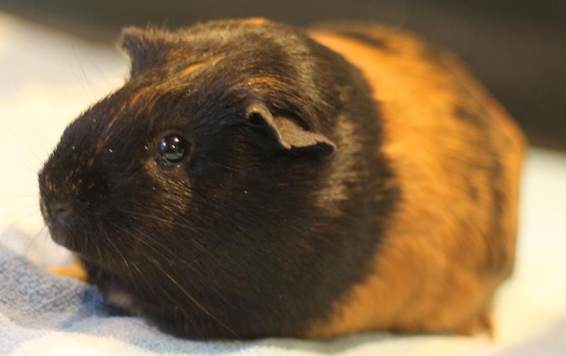 Enlarge Sparkle, a ADOPTABLE Guinea Pig in Budd Lake, NJ image 5/6