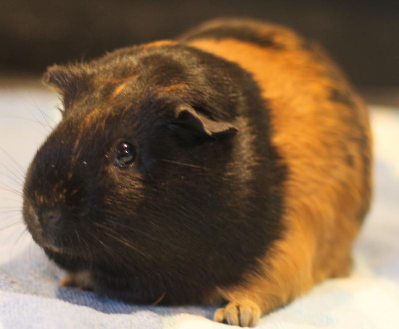 Enlarge Sparkle, a ADOPTABLE Guinea Pig in Budd Lake, NJ image 6/6