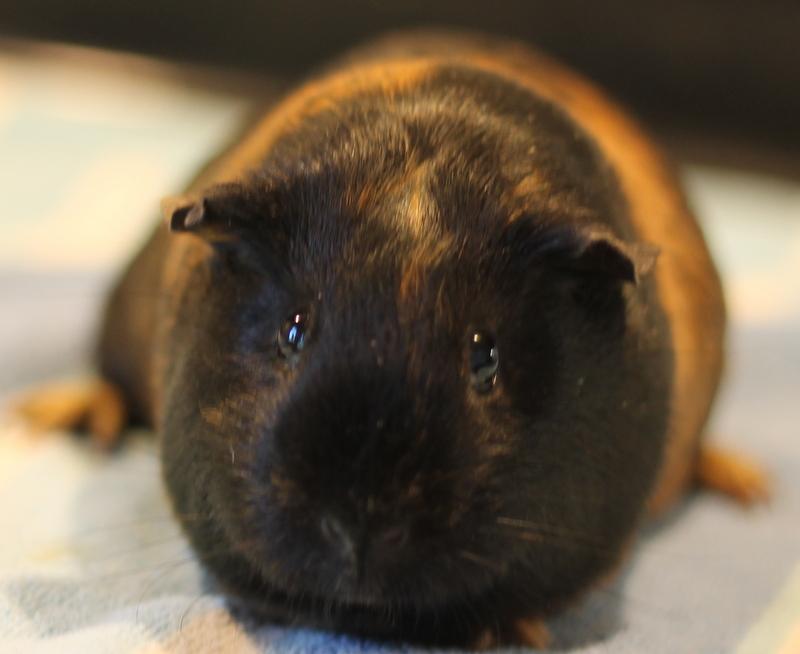 Sparkle, ADOPTABLE, Young Female Guinea Pig.