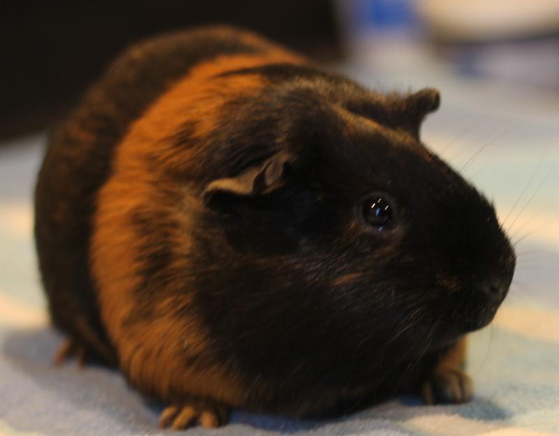 Enlarge Sparkle, a ADOPTABLE Guinea Pig in Budd Lake, NJ image 4/6