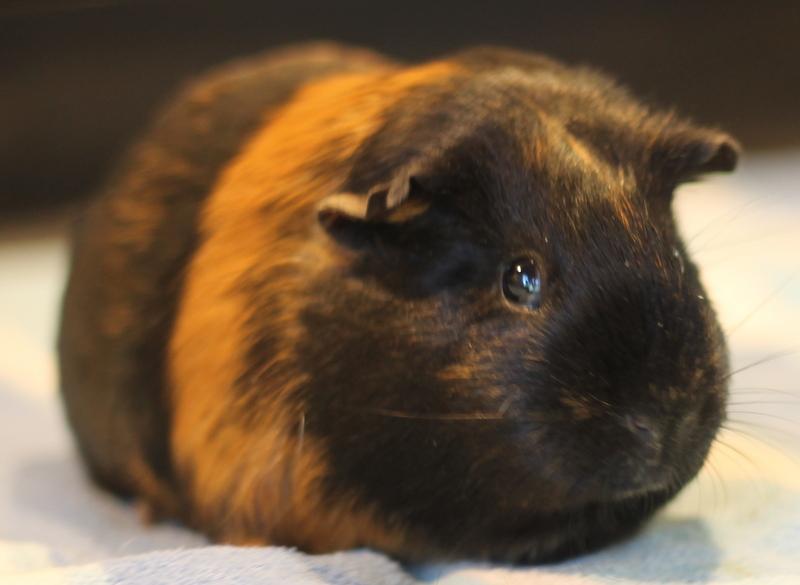 Enlarge Sparkle, a ADOPTABLE Guinea Pig in Budd Lake, NJ image 3/6