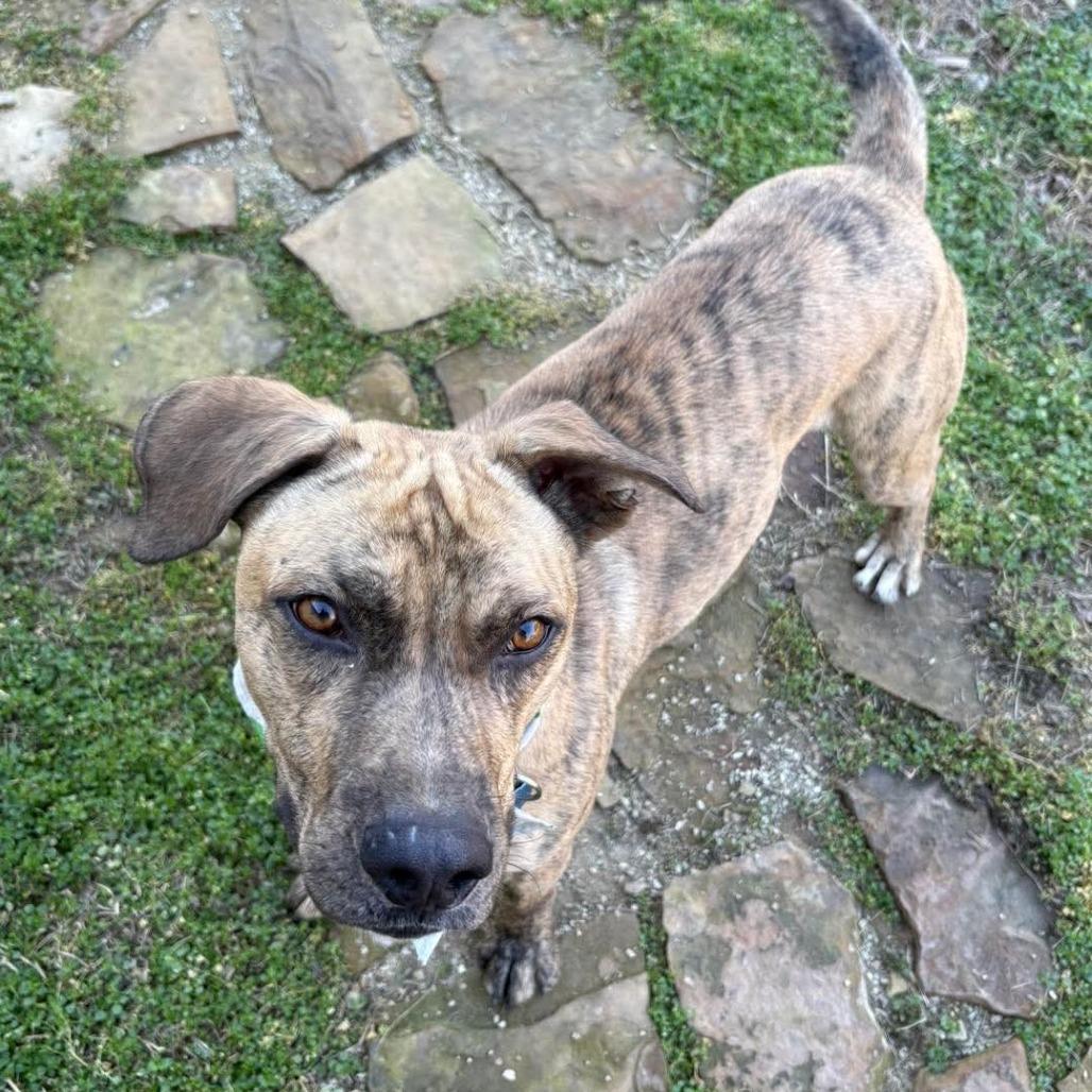 Enlarge Linus, a Adoptable Mixed Breed in Independence, KS image 1/3