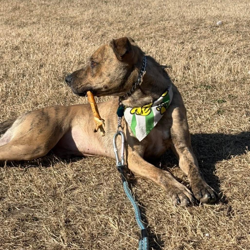 Enlarge Linus, a Adoptable Mixed Breed in Independence, KS image 2/3
