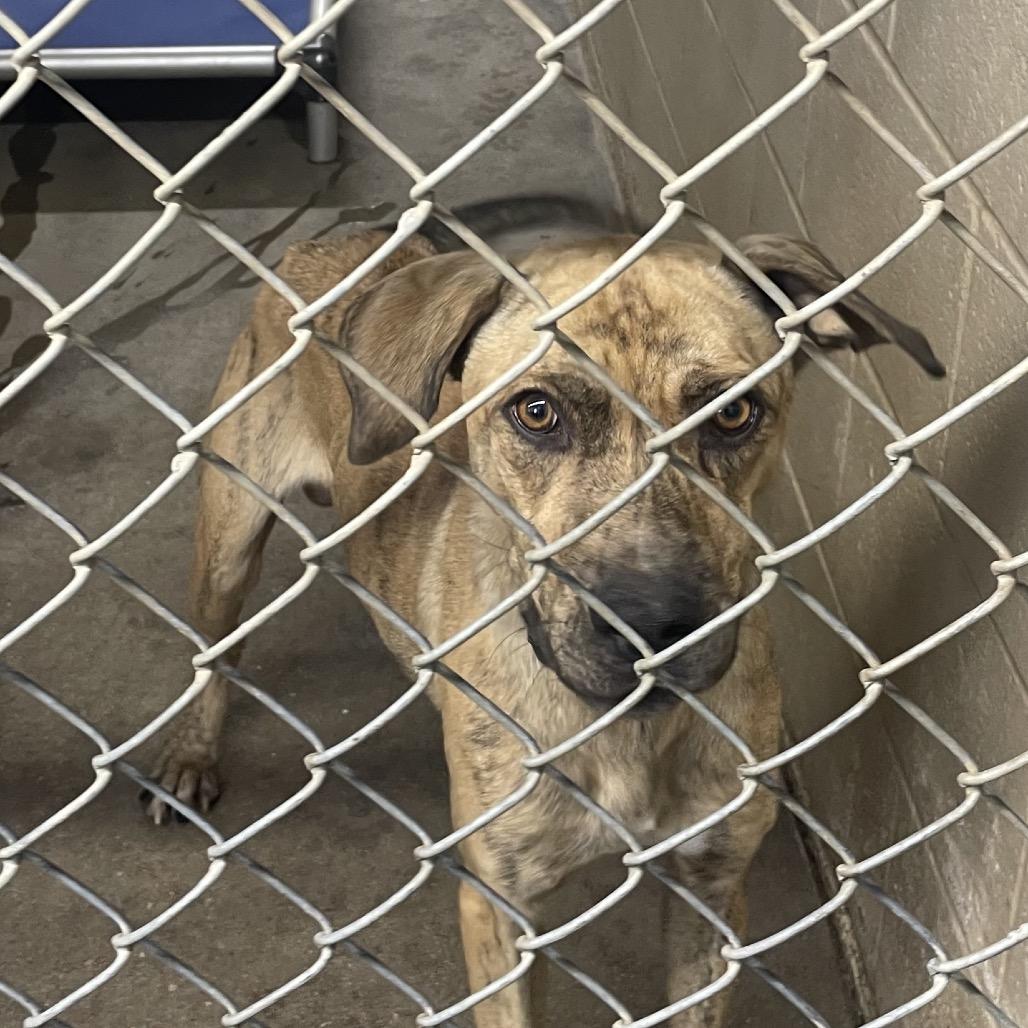 Enlarge Linus, a Adoptable Mixed Breed in Independence, KS image 1/1