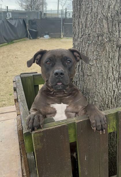 Enlarge Darla, a Adoptable Mixed Breed in Memphis, TN image 1/3