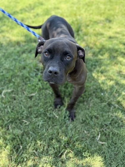 Darla, Adoptable, Adult Female Mixed Breed & Mixed Breed.