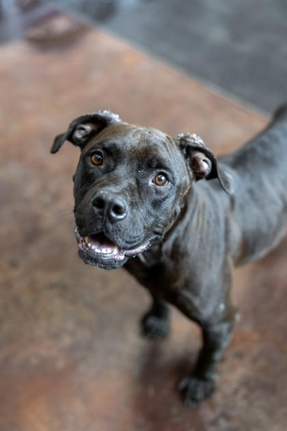 Darla, a Adoptable Mixed Breed in Memphis, TN image 2/3