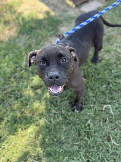 Darla, a Adoptable Mixed Breed in Memphis, TN image 3/3