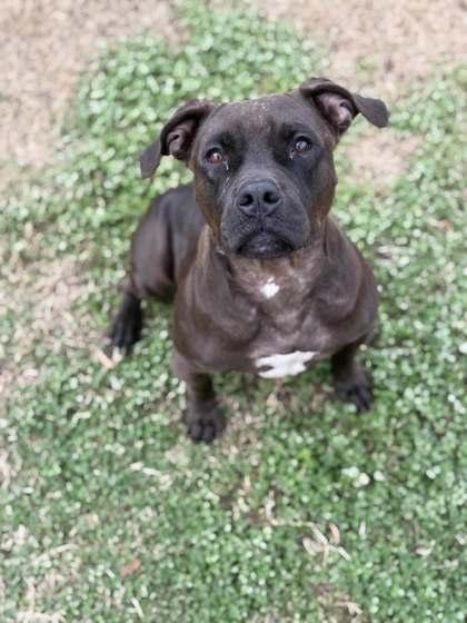 Enlarge Darla, a Adoptable Mixed Breed in Memphis, TN image 3/3