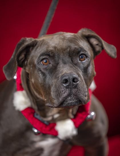 Darla, a Adoptable Mixed Breed in Memphis, TN image 3/3