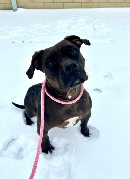 Enlarge Darla, a Adoptable Mixed Breed in Memphis, TN image 3/3