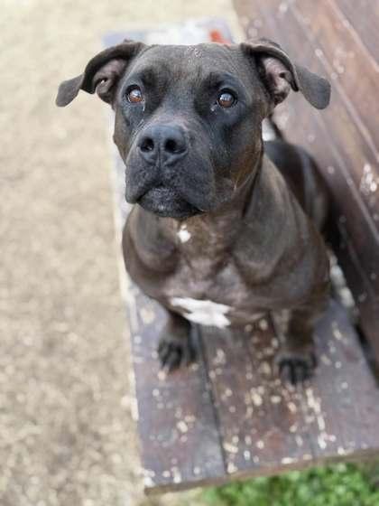 Enlarge Darla, a Adoptable Mixed Breed in Memphis, TN image 3/3