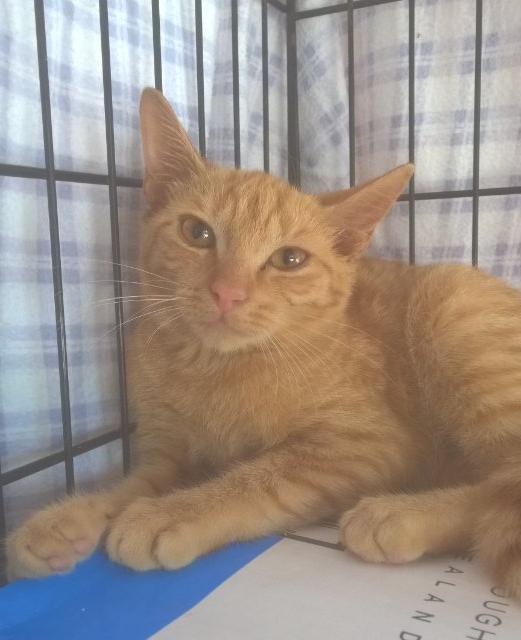 Jimmy Gourd, Adoptable, Adult Male Domestic Short Hair.