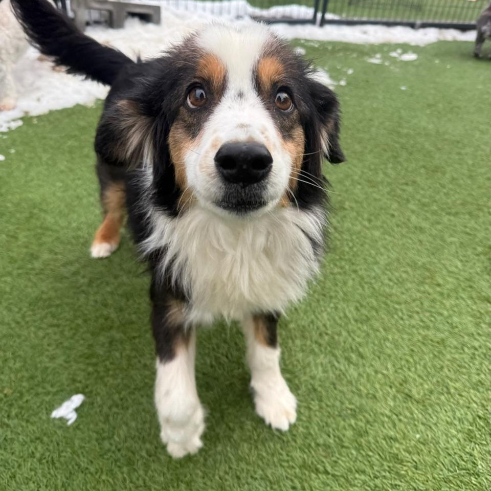 Scribble, adopted, Adult Male Australian Shepherd.
