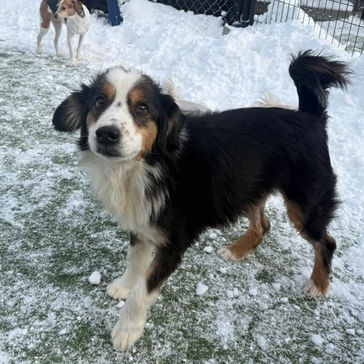 Enlarge Scribble, an adopted mixed breed in Groton, CT image 6/6