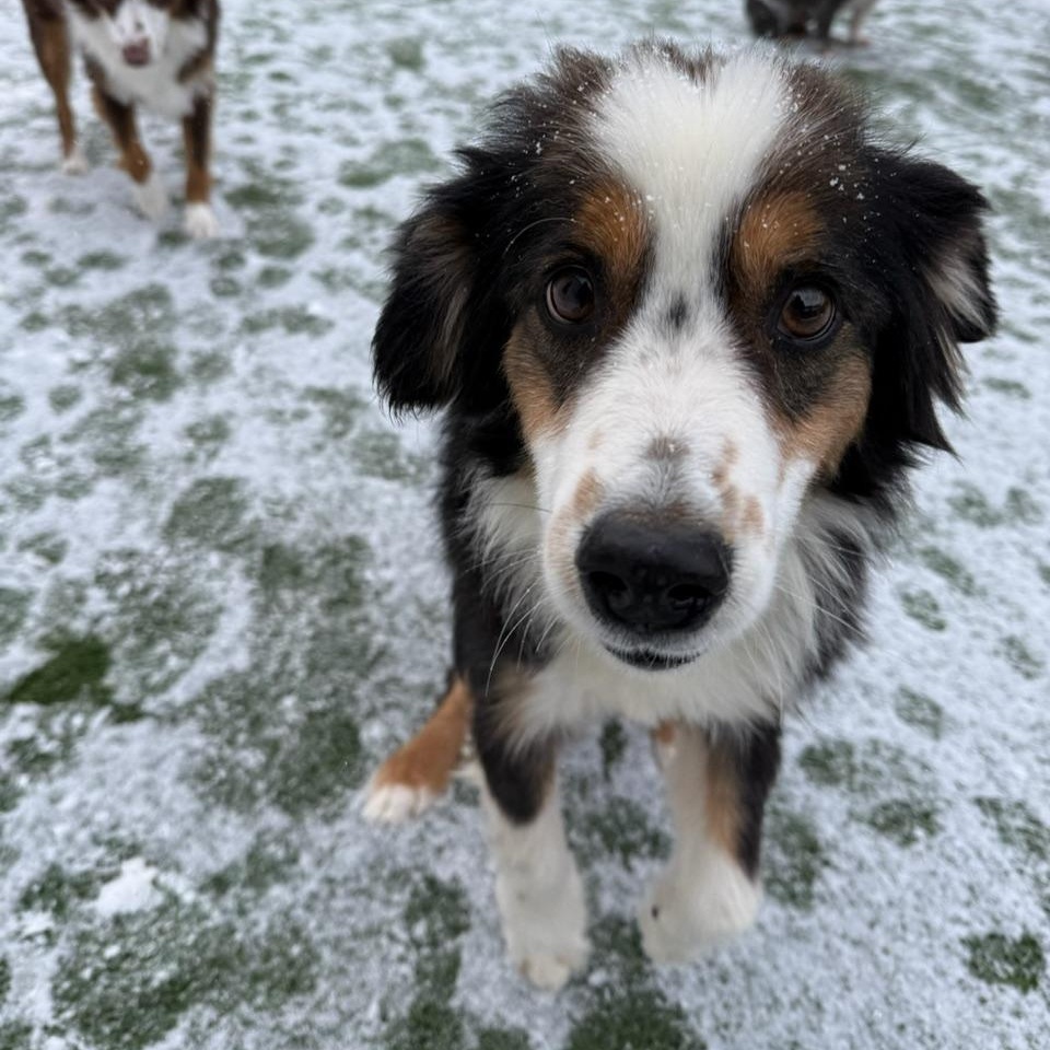 Enlarge Scribble, an adopted mixed breed in Groton, CT image 2/6