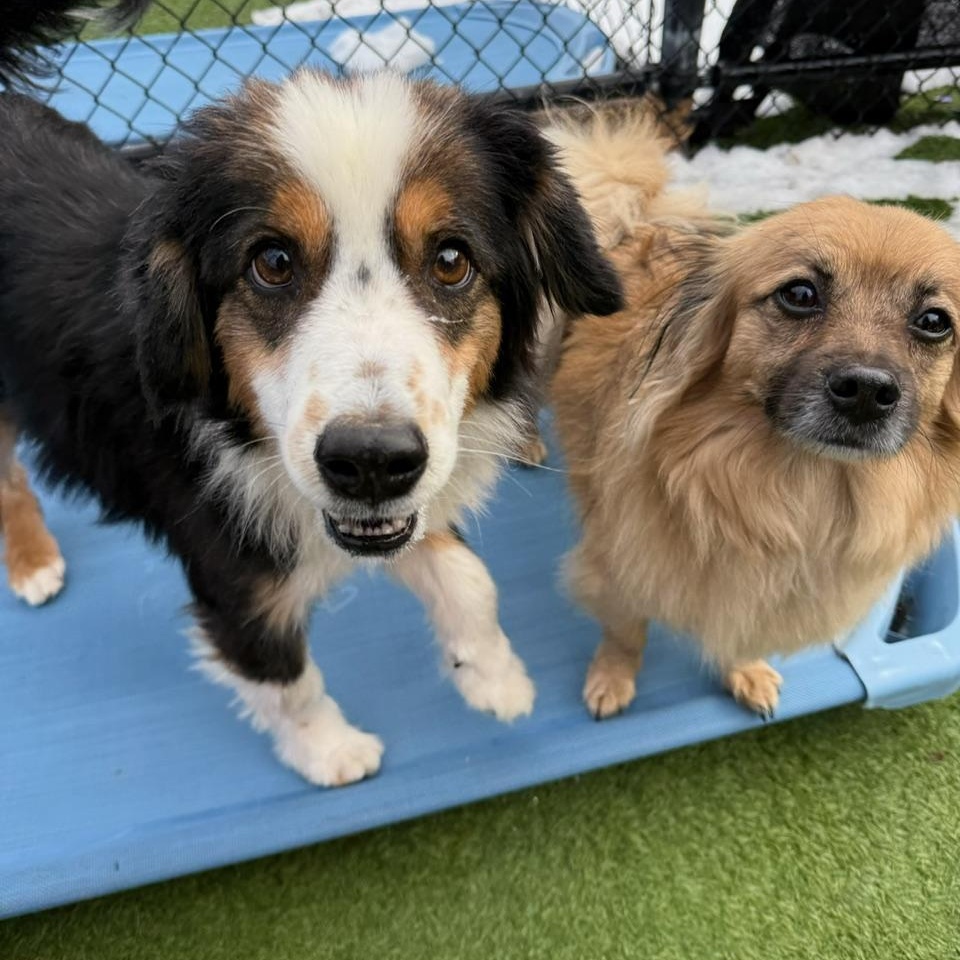 Enlarge Scribble, an adopted mixed breed in Groton, CT image 3/6