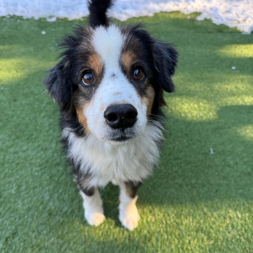 Enlarge Scribble, an adopted mixed breed in Groton, CT image 4/6