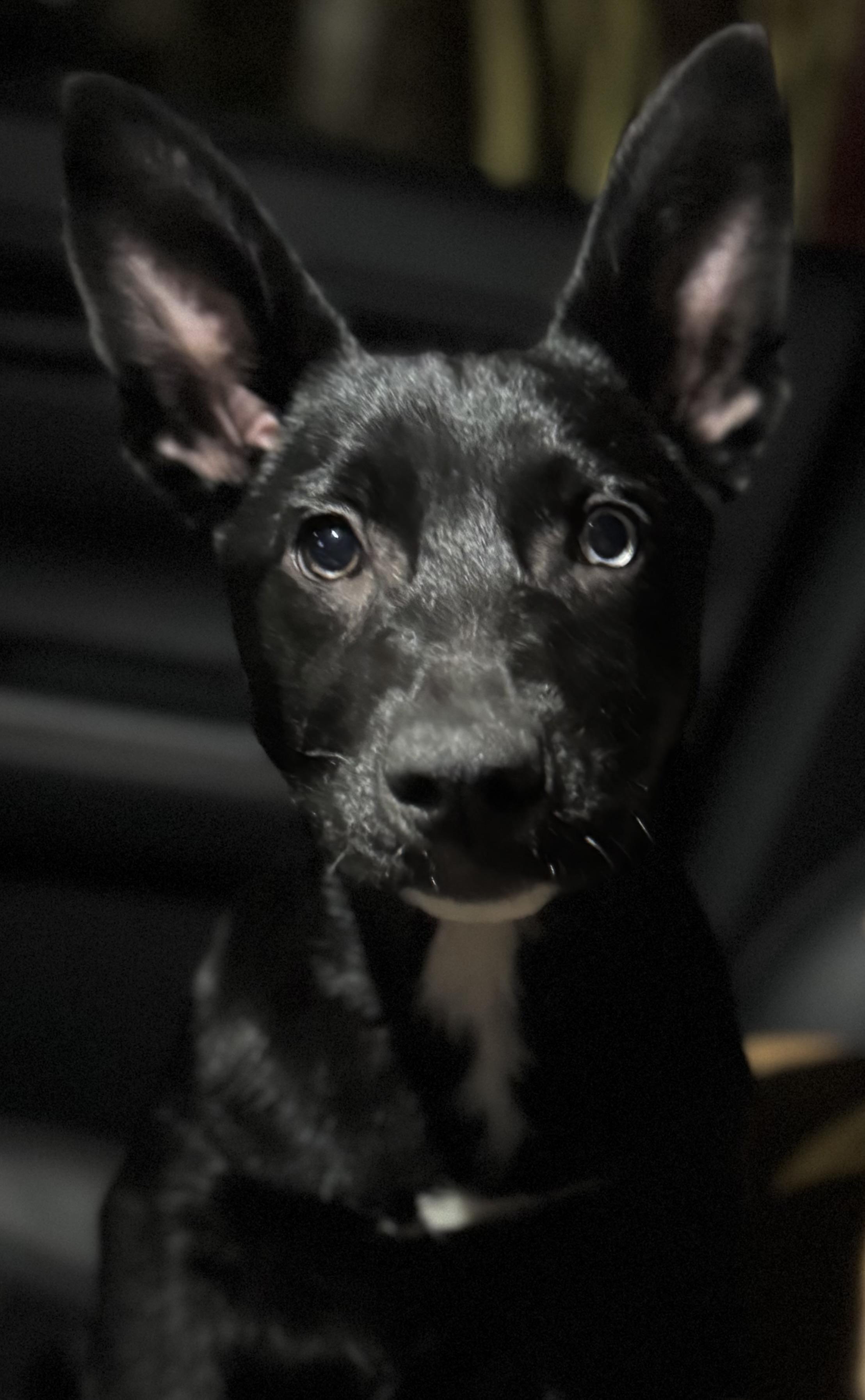 Zena, a ADOPTABLE mixed breed in Albemarle, NC image 2/2