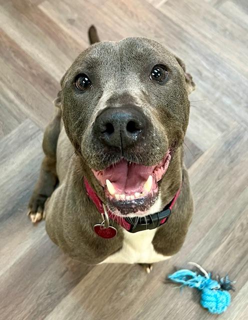 Enlarge Mia, a Adoptable mixed breed in Corsicana, TX image 3/4