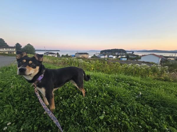 Hadanii, Adoptable, Young Female Rottweiler & Australian Kelpie.