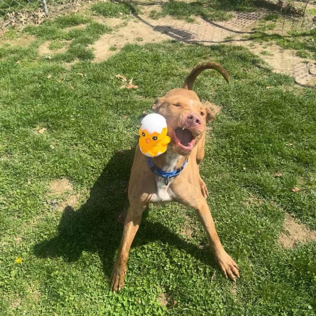 Enlarge Spork, a Adoptable Mixed Breed in Beckley, WV image 1/2