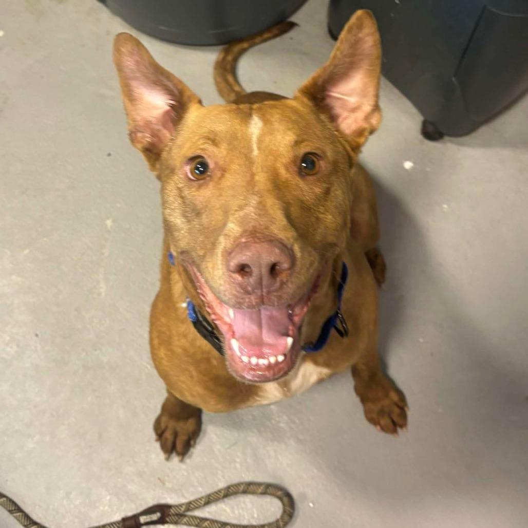 Spork, Adoptable, Adult Male Mixed Breed.