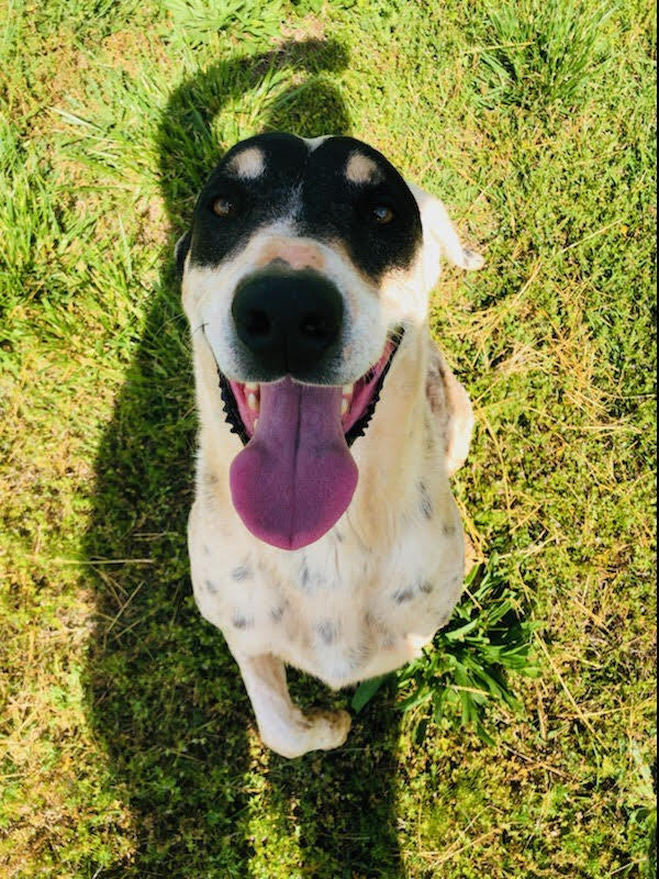 Enlarge Marshall, a Adoptable mixed breed in Hartwell, GA image 1/6