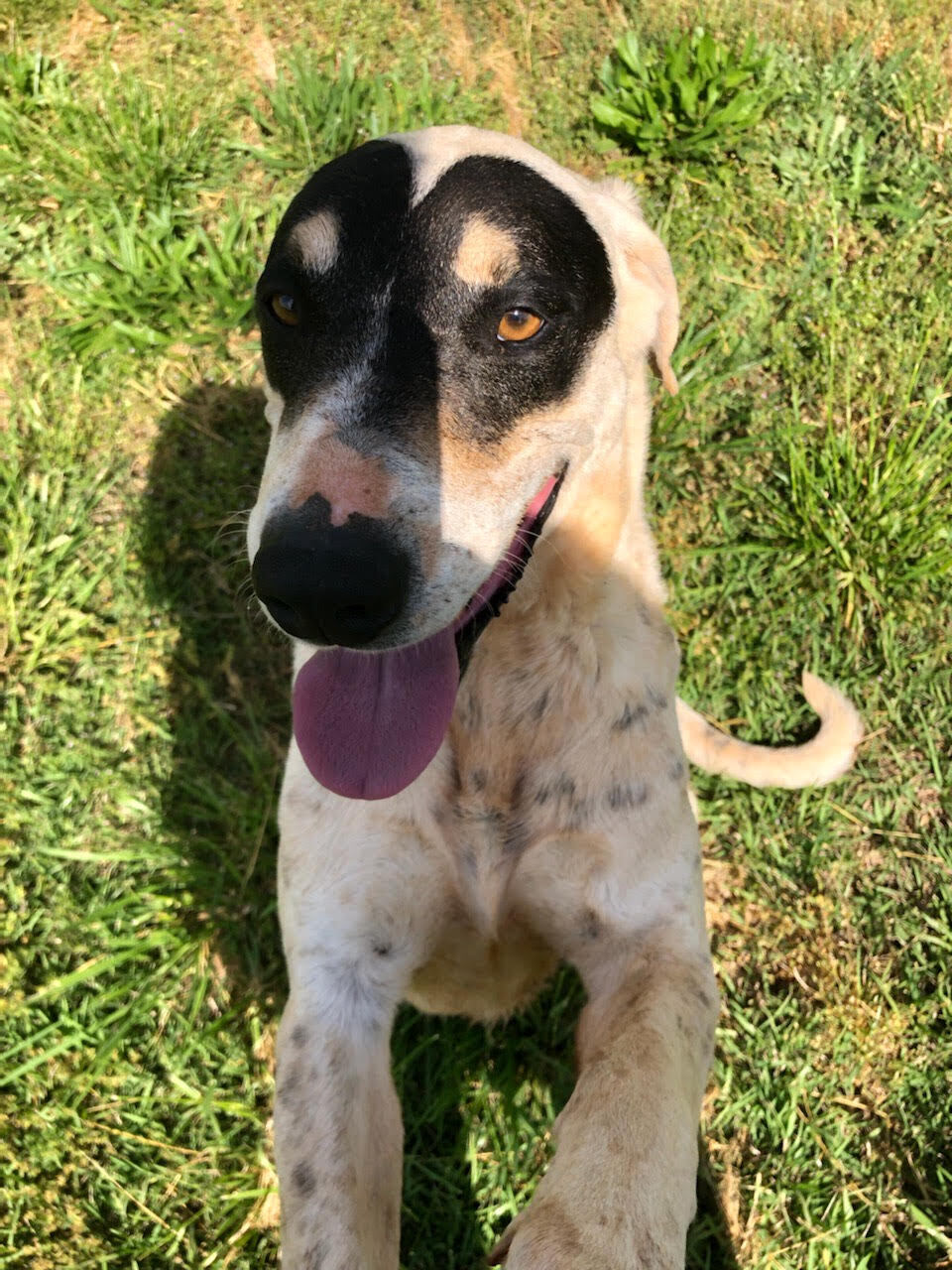 Enlarge Marshall, a Adoptable mixed breed in Hartwell, GA image 2/6