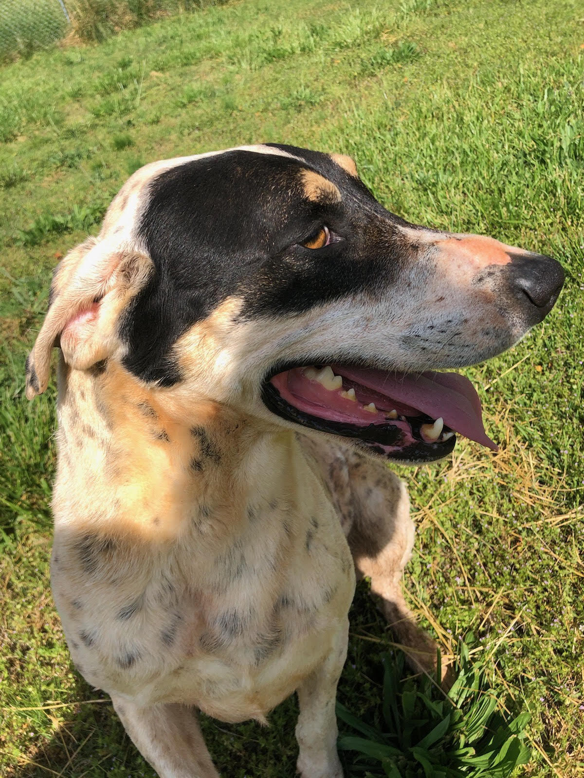 Enlarge Marshall, a Adoptable mixed breed in Hartwell, GA image 3/6