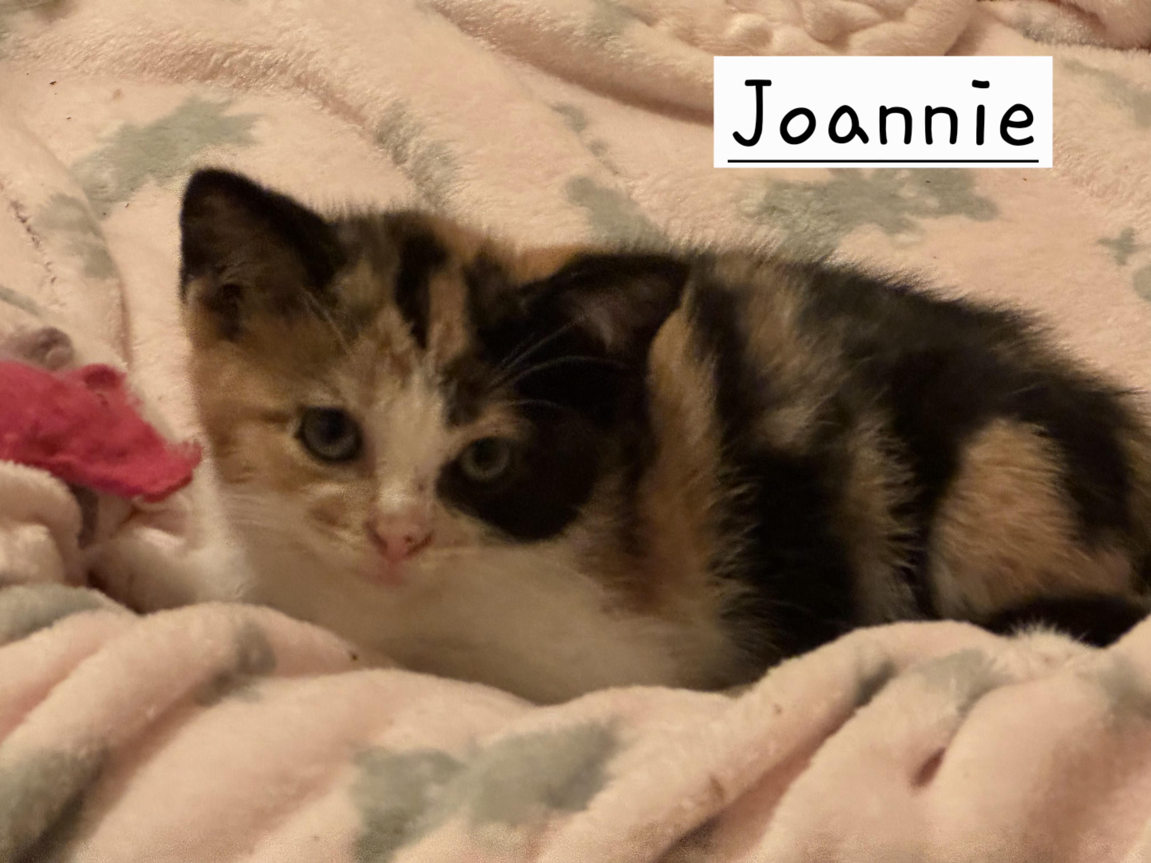 Joanie, a Adopted Domestic Medium Hair in Logansport, IN image 1/2