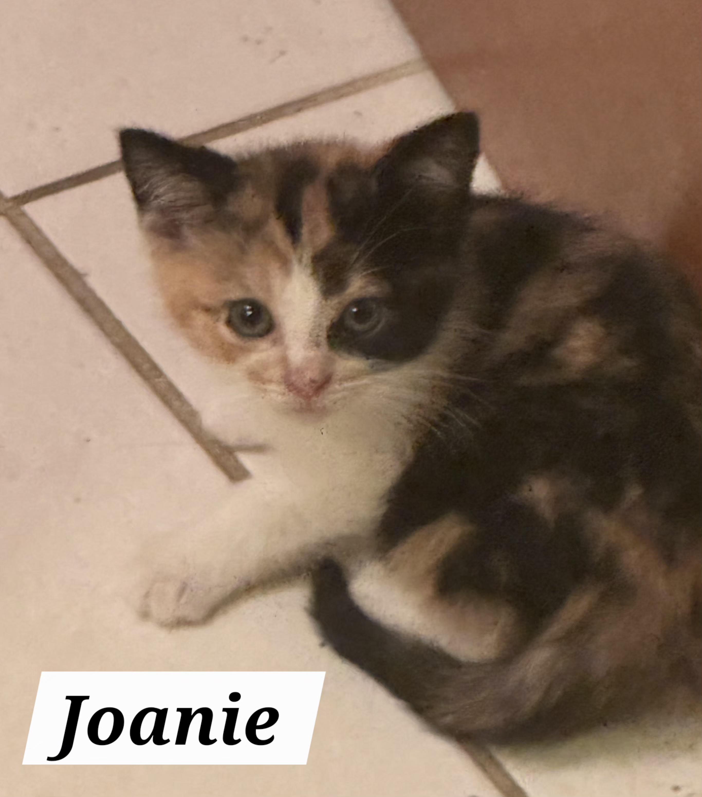 Joanie, a Adopted Domestic Medium Hair in Logansport, IN image 2/2
