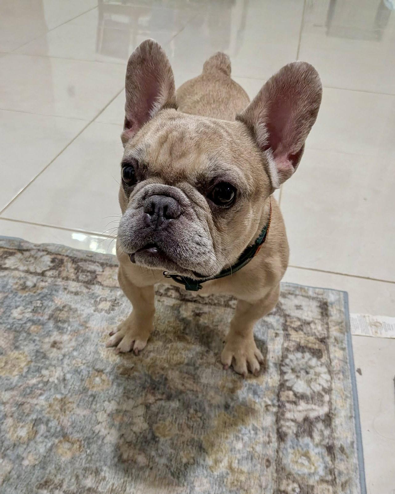 Caldo, a Adoptable French Bulldog in Monticello, NY image 2/3