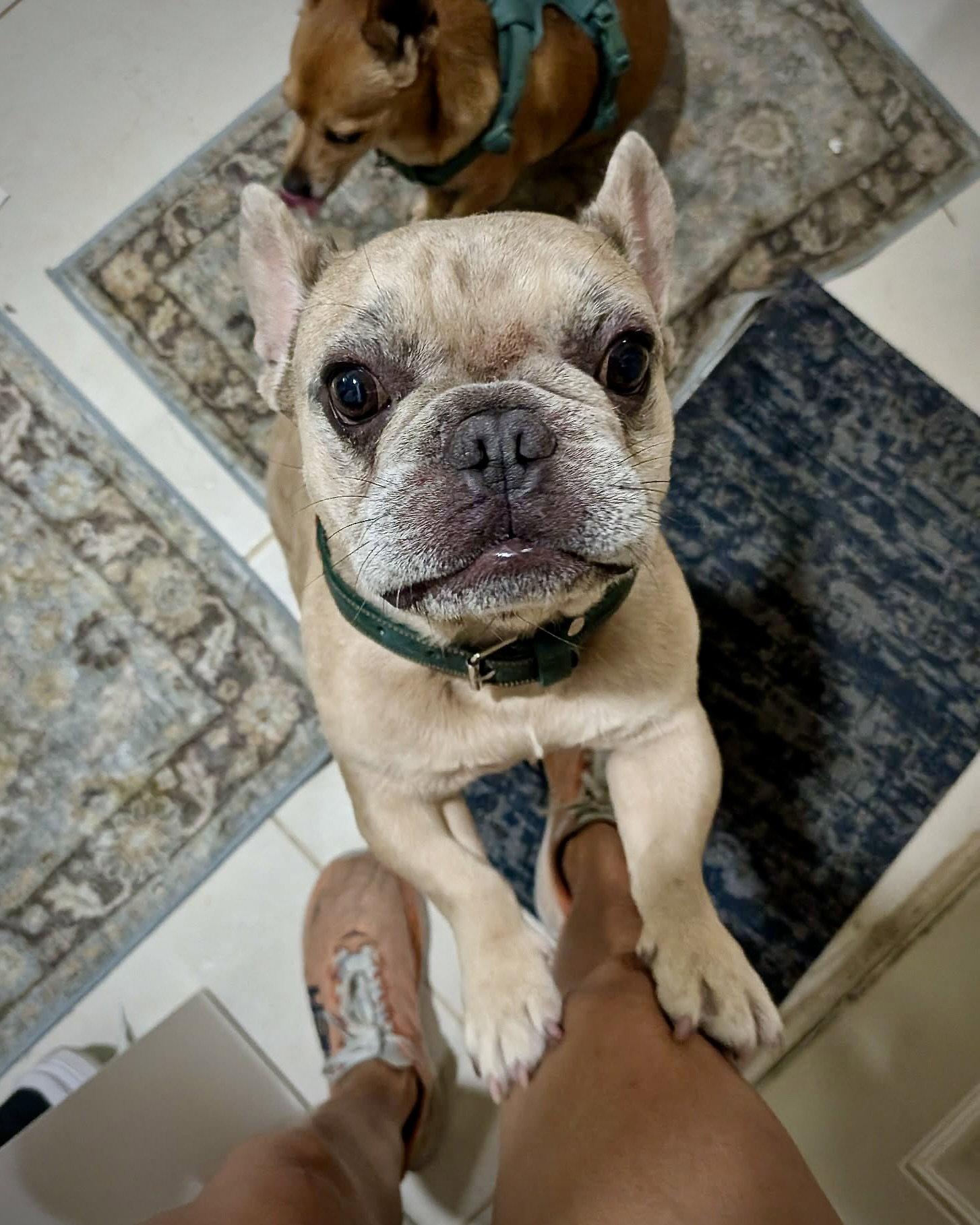 Caldo, a Adoptable French Bulldog in Monticello, NY image 3/3