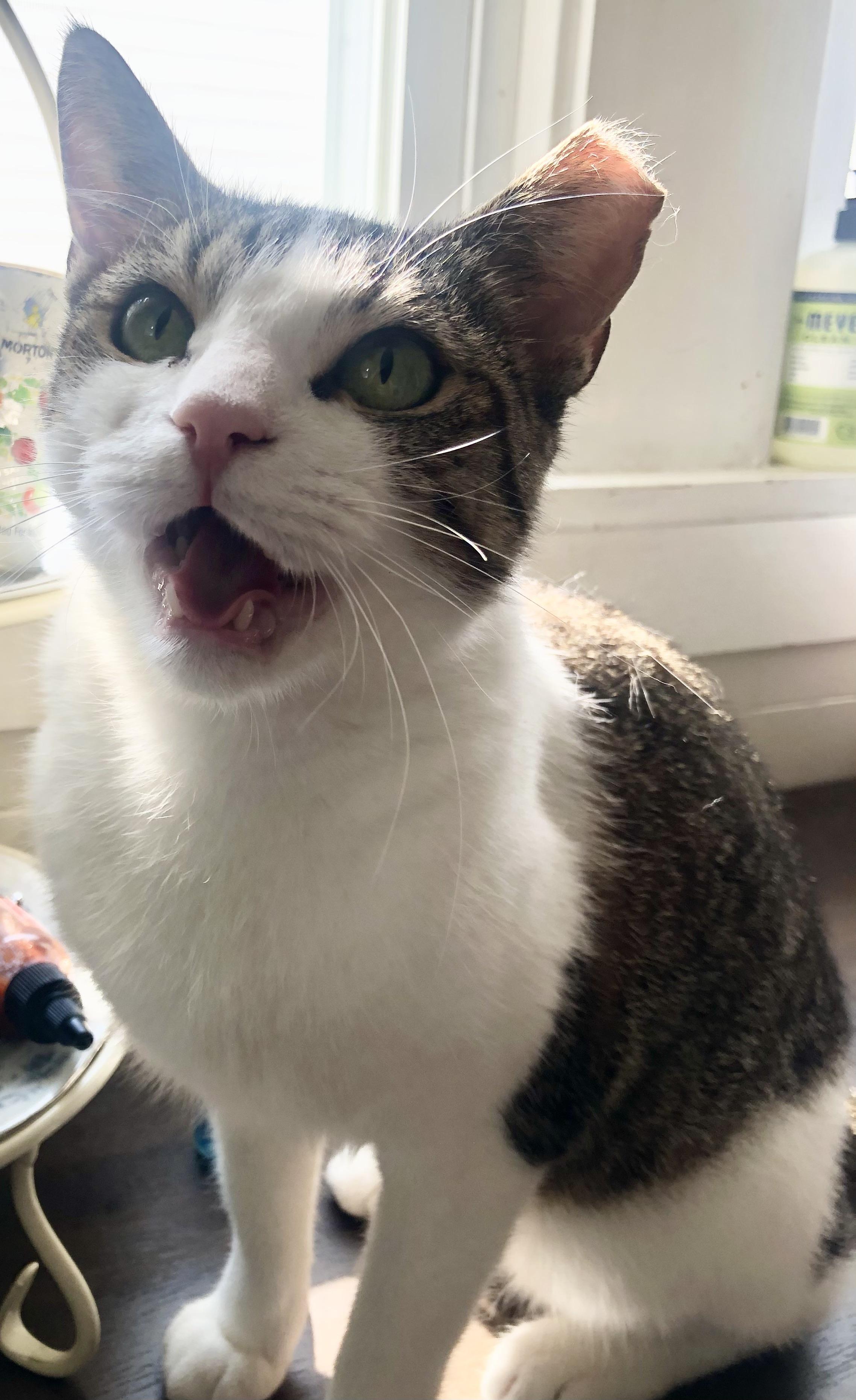 Brooklyn & Tana, Adoptable, Adult Female Domestic Short Hair.