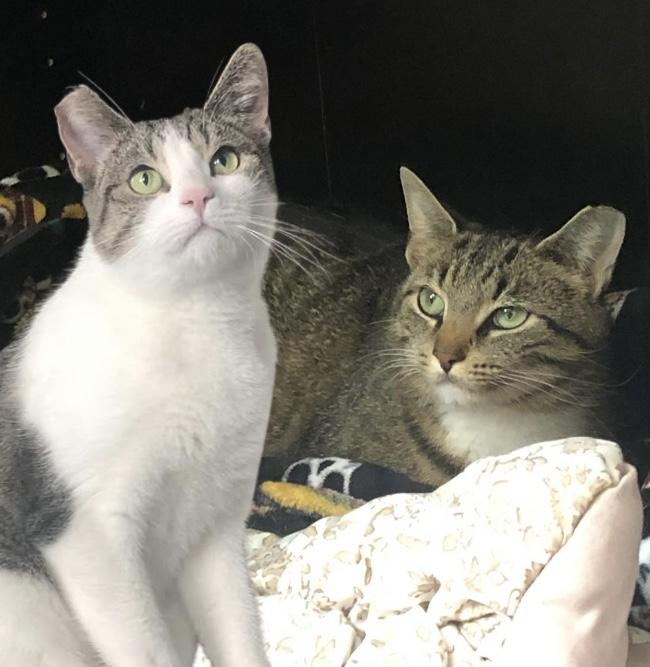 Brooklyn & Tana, Adoptable, Adult Female Domestic Short Hair.